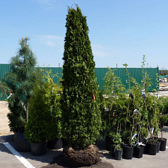 Туя западная 'Брабант'