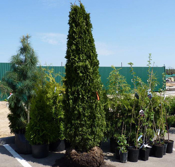 Туя западная 'Брабант'