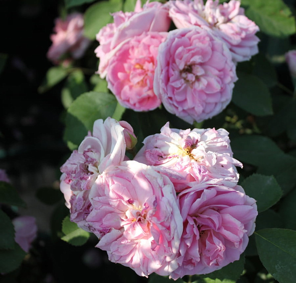 Роза 'Прейри Джой' (парковая, шраб) (розовая)