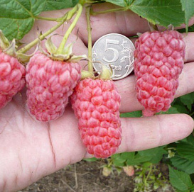 Малина 'Исполин'