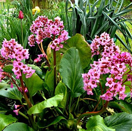 Бадан сердцелистный 'Лилак Роуз'