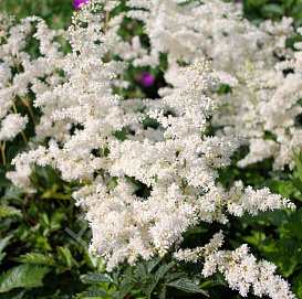 Астильба японская 'Глэдстоун' (белая)