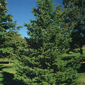 Пихта равночешуйчатая