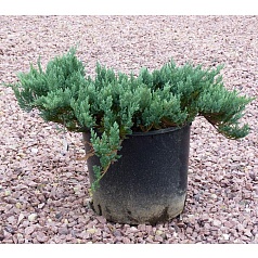 Можжевельник горизонтальный 'Блу Чип'