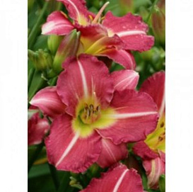 Лилейник гибридный ' Матрёшка'