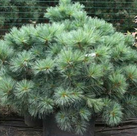 Сосна веймутова 'Блю Шег'