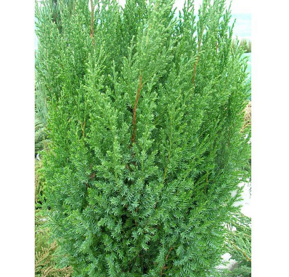 Можжевельник китайский 'Стрикта'