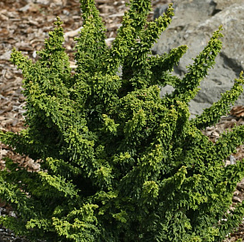 Кипарисовик тупой Тедди Бир (Teddy Bear)