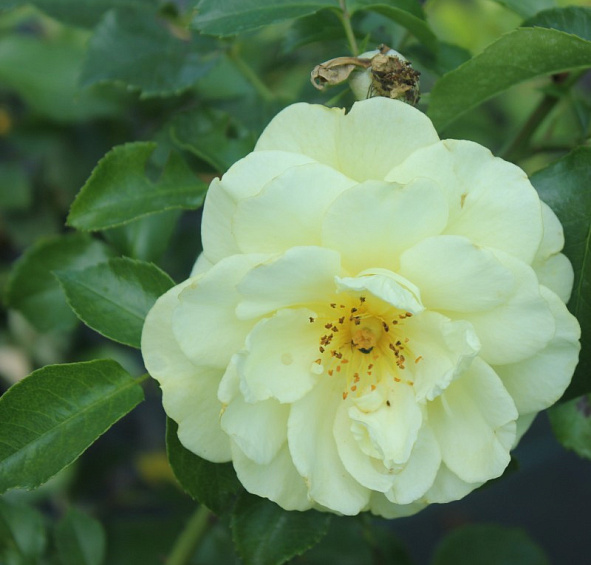 Роза 'Солеро' (флорибунда) (кремово - желтая)