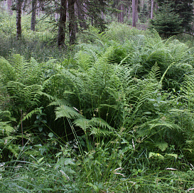 Щитовник мужской