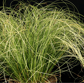 Осока власовидная