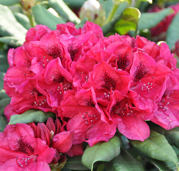 Рододендрон катевбинский (гибридный) 'Лорд Робертс' (малиново-красный)