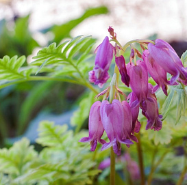 Дицентра красивая