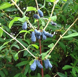 Жимолость съедобная 'Мальвина'