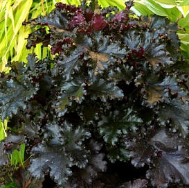 Гейхера гибридная 'Блэк Таффета'