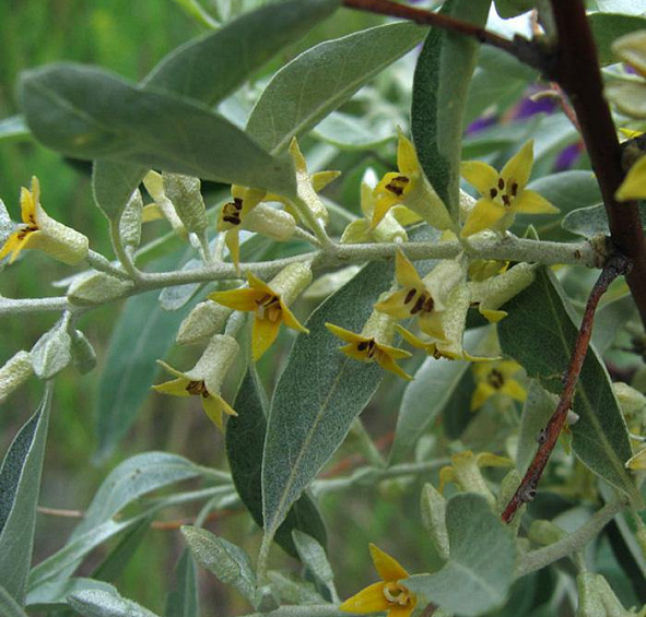 Лох узколистный (маслина)