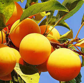 Алыча 'Царская' (Желтая) 