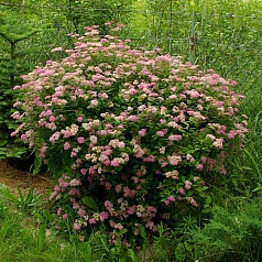 Спирея японская 'Манон'