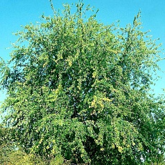 Клен сахарный (серебристый) 'Лациниатум Виери'