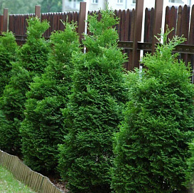 Туя западная 'Холмструп'