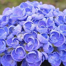 Гортензия крупнолистная 'Хопкорн'