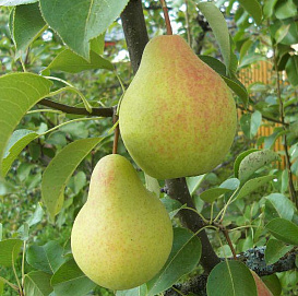 Груша 'Скороспелка Мичуринская'