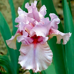 Ирис германский (бородатый) 'Блашинг Пинк'