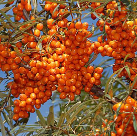 Облепиха 'Елизавета'