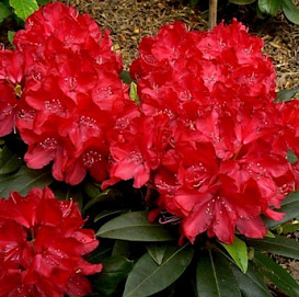 Рододендрон гибридный 'Владислав Ягелло' (тёмно-красный)