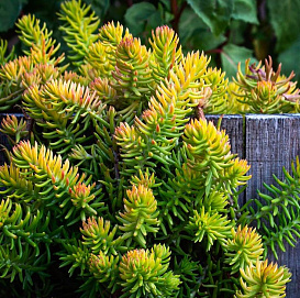 Очиток отогунтый 'Ангелина'