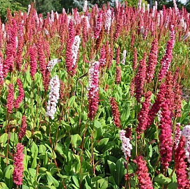 Горец свечевидный 'Фаертейл'