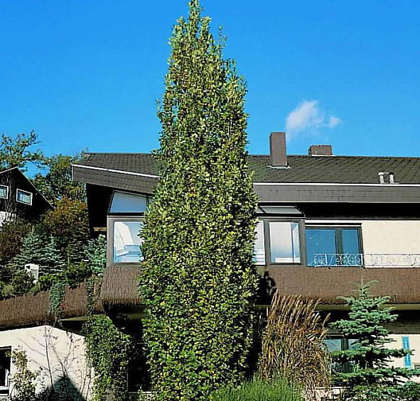 Дуб черешчатый 'Фастигиата Костер'