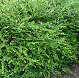 Жимолость блестящая 'Элегант'