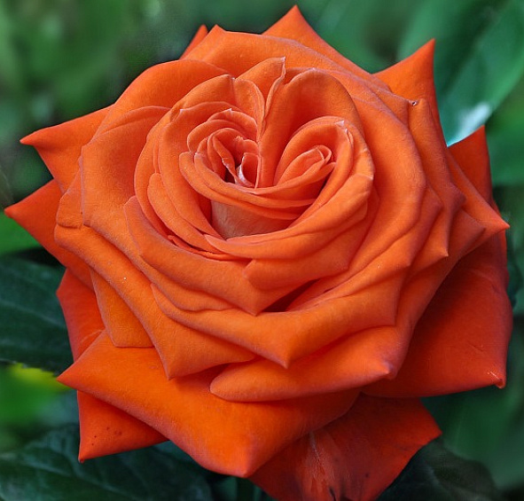 Роза 'Верано' (чайно-гибридная) (оранжево - красная)