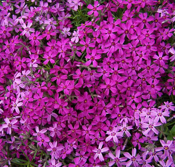 Флокс шиловидный