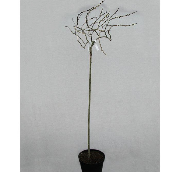 Ива козья 'Курли Локc'