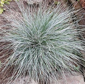 Овсяница сизая 'Фредди'