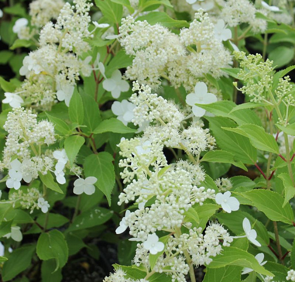 Гортензия метельчатая 'Киушу'