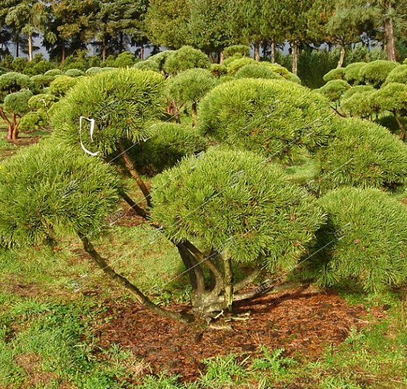 Сосна черная 'Брепо' бонсай