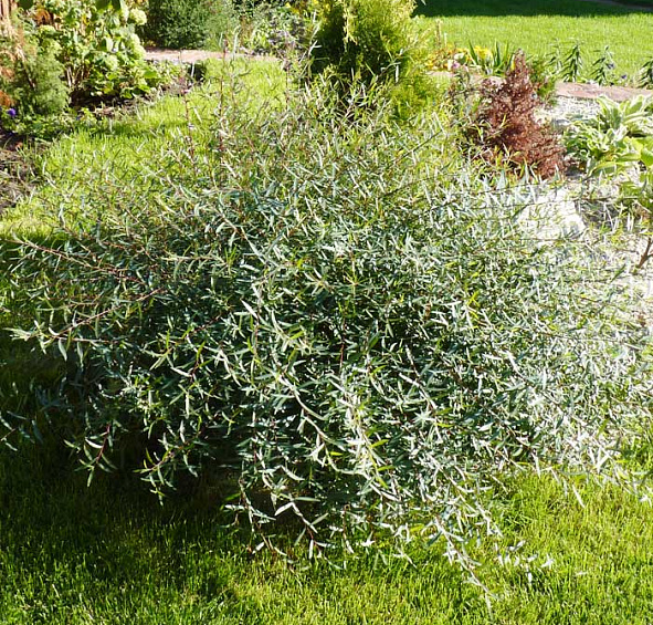 Ива пурпурная (грацилис) 'Нана'