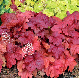 Гейхера гибридная 'Фаер Чиф'