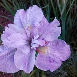 Ирис сибирский 'Кита-но-Сейза'