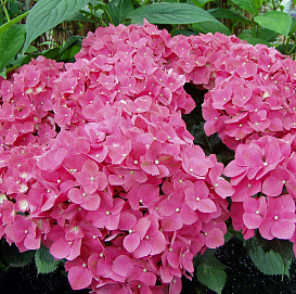 Гортензия крупнолистная 'Лихтфайр'