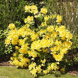 Рододендрон гибридный (азалия) 'Аннеке' (желтая)