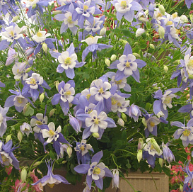 Аквилегия гибридная (водосбор) 'Винки Блю-Уайт'