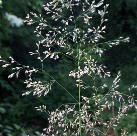 Луговик дернистый (щучка) 'Голдшлейр'