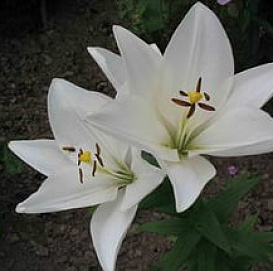 Лилия 'Брайт Диамонд' (белая)