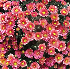 Хризантема корейская 'Хебе'