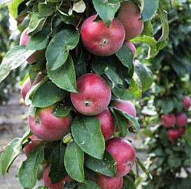 Яблоня колоновидная 'Поэзия'