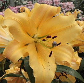 Лилия 'Шайн Он' (желто - оранжевая)